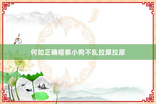 何如正确稽察小狗不乱拉屎拉尿